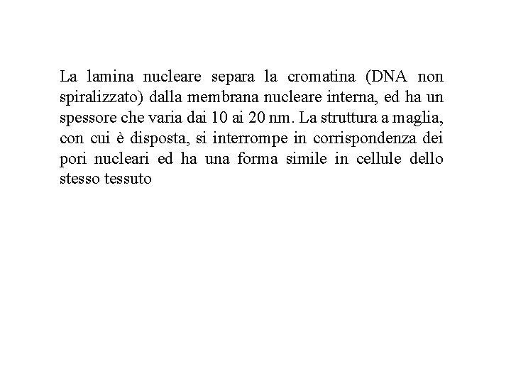 La lamina nucleare separa la cromatina (DNA non spiralizzato) dalla membrana nucleare interna, ed