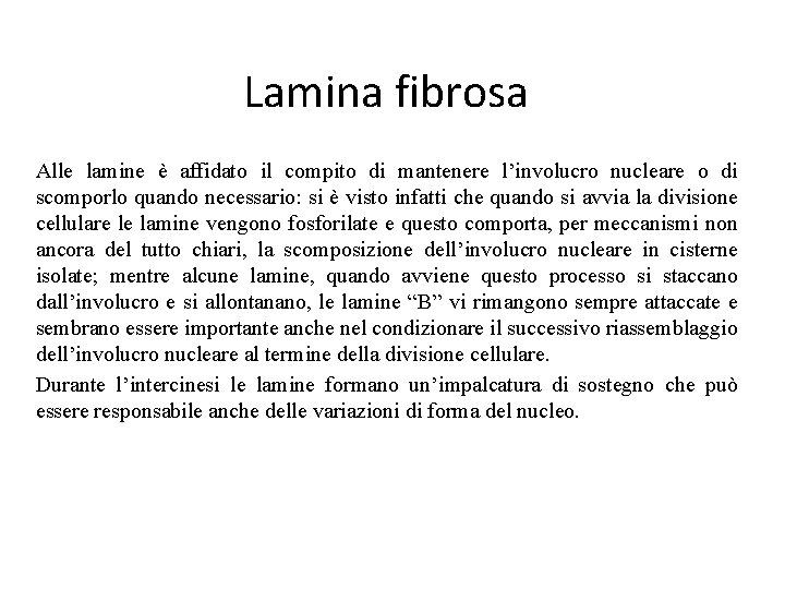 Lamina fibrosa Alle lamine è affidato il compito di mantenere l’involucro nucleare o di Lamina fibrosa Alle lamine è affidato il compito di mantenere l’involucro nucleare o di