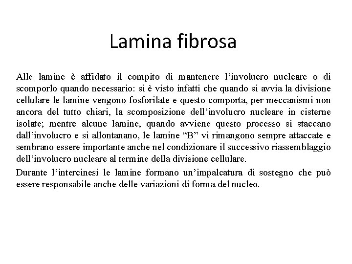 Lamina fibrosa Alle lamine è affidato il compito di mantenere l’involucro nucleare o di