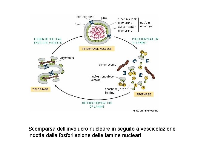 Scomparsa dell’involucro nucleare in seguito a vescicolazione indotta dalla fosforilazione delle lamine nucleari 