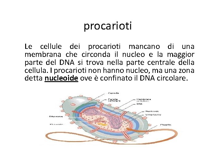 procarioti Le cellule dei procarioti mancano di una membrana che circonda il nucleo e