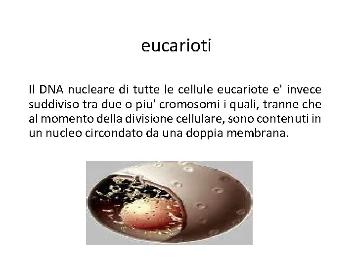 eucarioti Il DNA nucleare di tutte le cellule eucariote e' invece suddiviso tra due