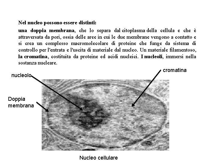 Nel nucleo possono essere distinti: una doppia membrana, che lo separa dal citoplasma della