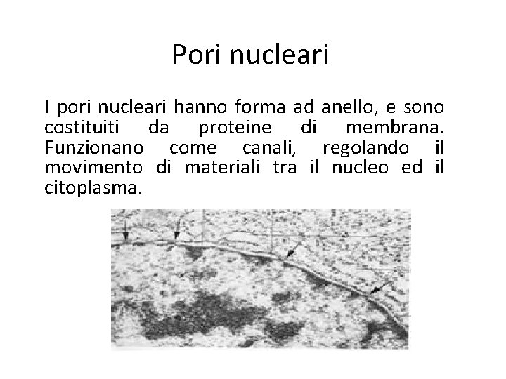 Pori nucleari I pori nucleari hanno forma ad anello, e sono costituiti da proteine