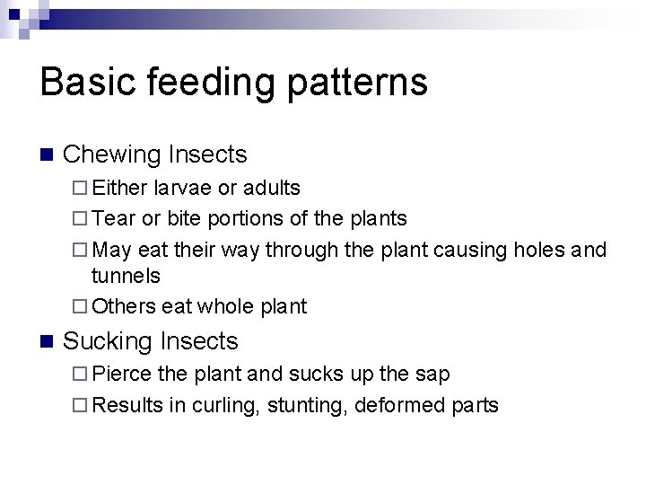 Basic feeding patterns n Chewing Insects ¨ Either larvae or adults ¨ Tear or