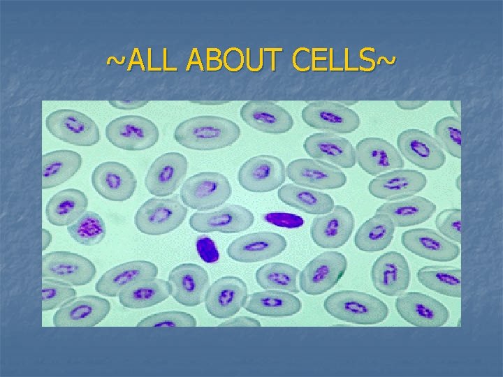 ~ALL ABOUT CELLS~ 