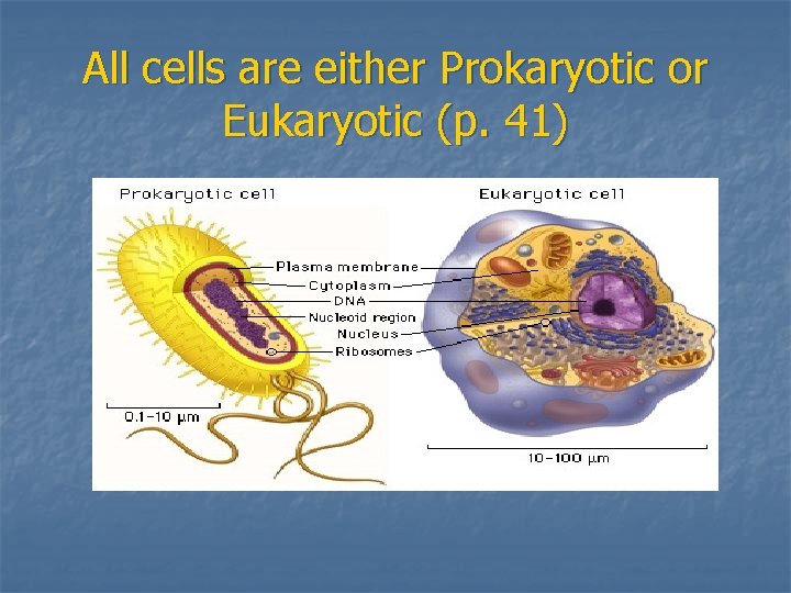 All cells are either Prokaryotic or Eukaryotic (p. 41) 