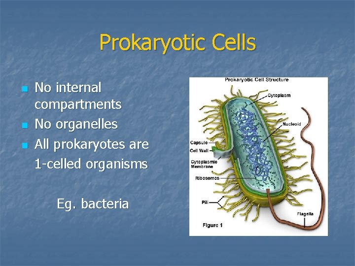 Prokaryotic Cells n n n No internal compartments No organelles All prokaryotes are 1