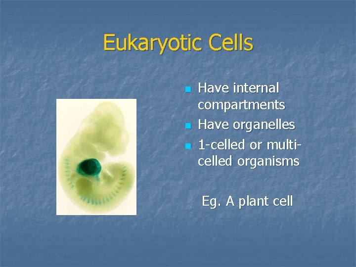 Eukaryotic Cells n n n Have internal compartments Have organelles 1 -celled or multicelled