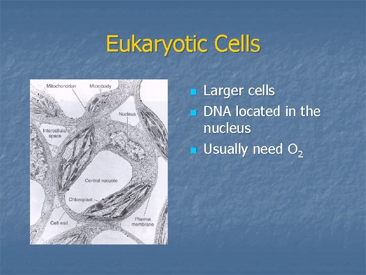 Eukaryotic Cells n n n Larger cells DNA located in the nucleus Usually need