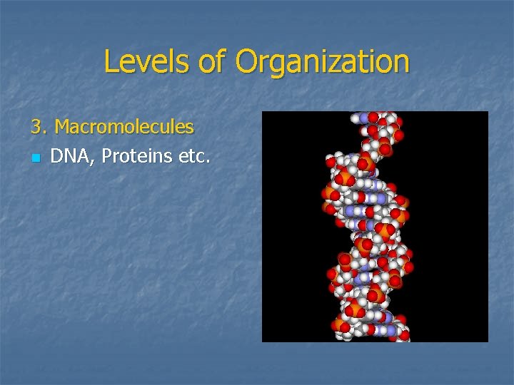 Levels of Organization 3. Macromolecules n DNA, Proteins etc. 