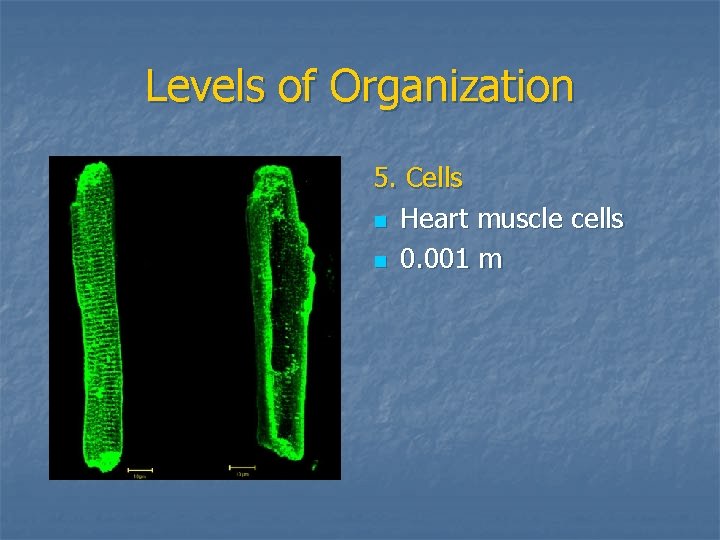 Levels of Organization 5. Cells n Heart muscle cells n 0. 001 m 