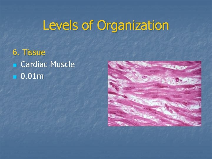 Levels of Organization 6. Tissue n Cardiac Muscle n 0. 01 m 