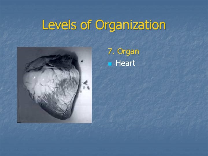 Levels of Organization 7. Organ n Heart 