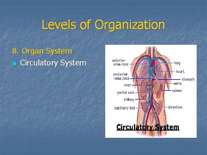 Levels of Organization 8. Organ System n Circulatory System 