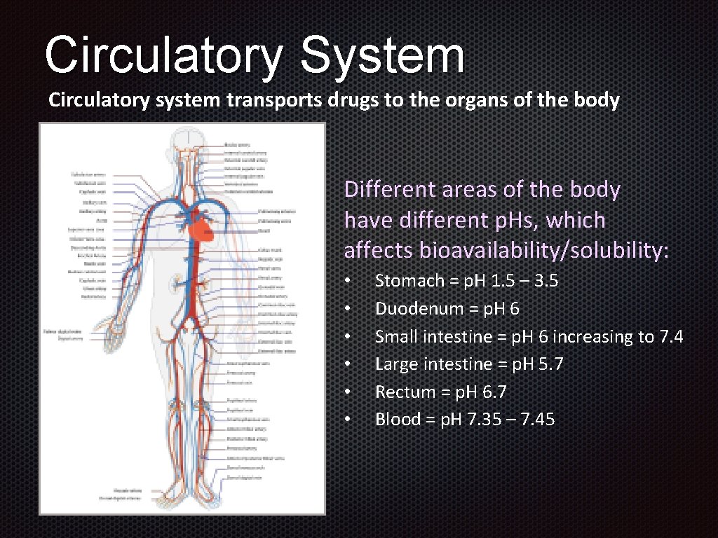 Circulatory System Circulatory system transports drugs to the organs of the body Different areas
