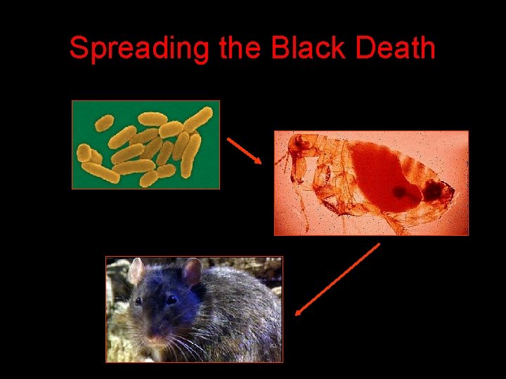 Spreading the Black Death 