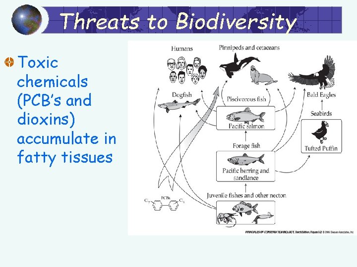 Threats to Biodiversity Toxic chemicals (PCB’s and dioxins) accumulate in fatty tissues 