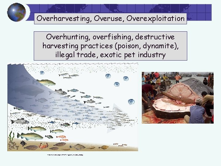 Overharvesting, Overuse, Overexploitation Overhunting, overfishing, destructive harvesting practices (poison, dynamite), illegal trade, exotic pet