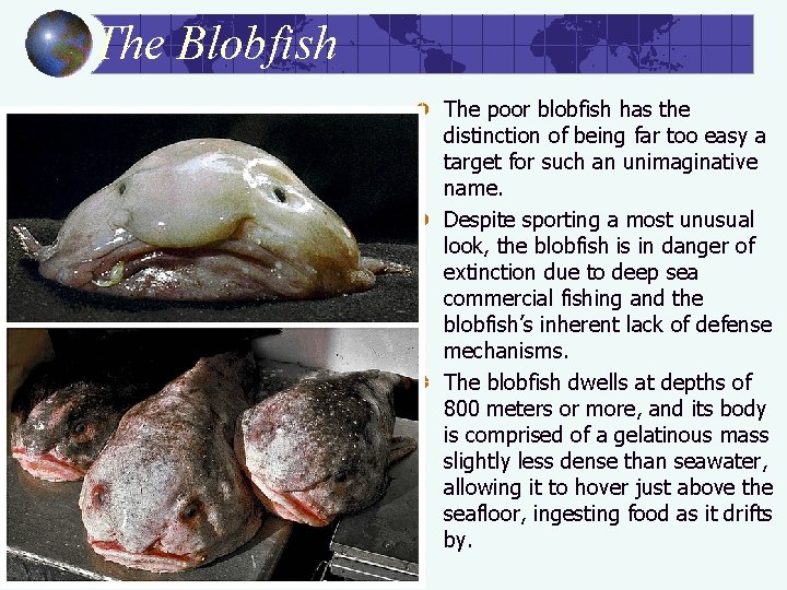 The Blobfish The poor blobfish has the distinction of being far too easy a