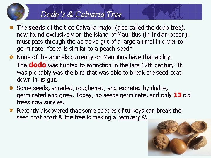 Dodo’s & Calvaria Tree The seeds of the tree Calvaria major (also called the