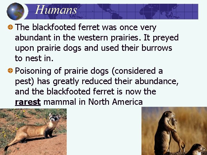 Humans The blackfooted ferret was once very abundant in the western prairies. It preyed