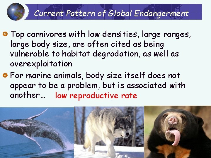 Current Pattern of Global Endangerment Top carnivores with low densities, large ranges, large body
