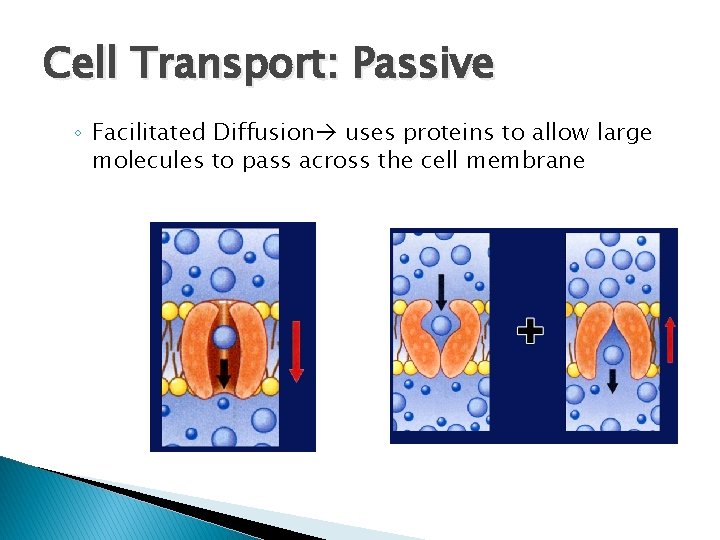 Cell Transport: Passive ◦ Facilitated Diffusion uses proteins to allow large molecules to pass