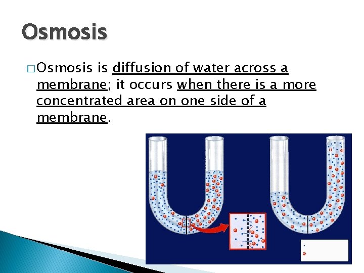 Osmosis � Osmosis is diffusion of water across a membrane; it occurs when there