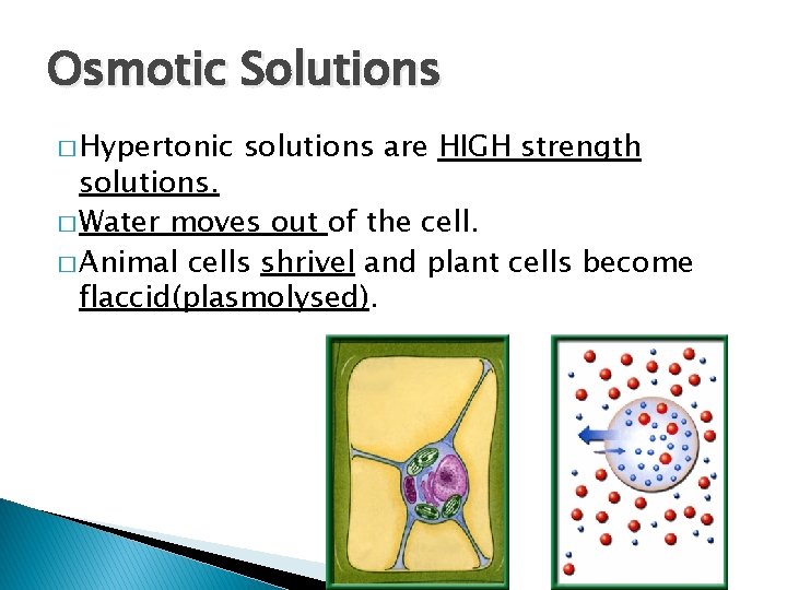 Osmotic Solutions � Hypertonic solutions are HIGH strength solutions. � Water moves out of