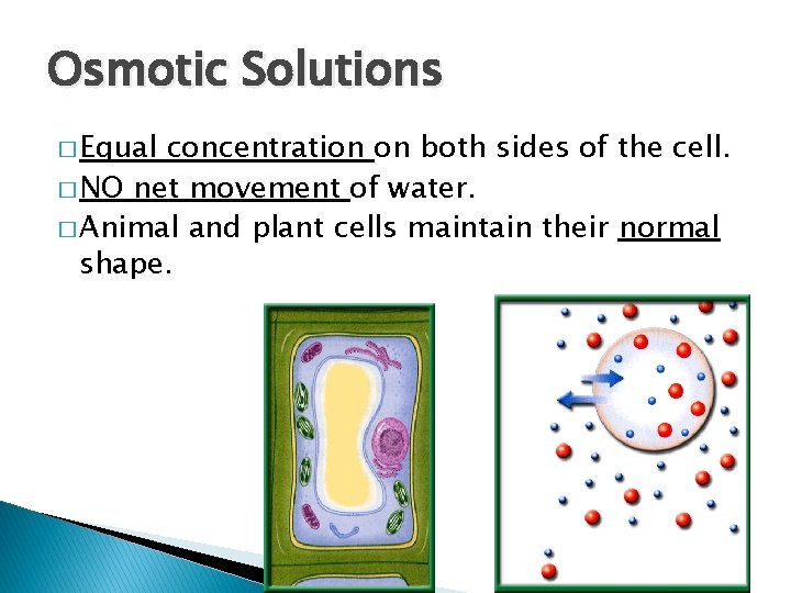 Osmotic Solutions � Equal concentration on both sides of the cell. � NO net