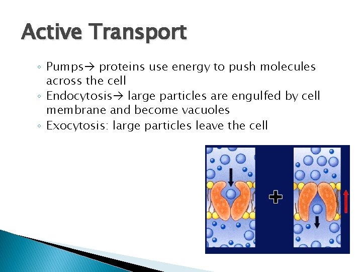 Cell Transport Plasma Membrane Structure Passive Active Transport