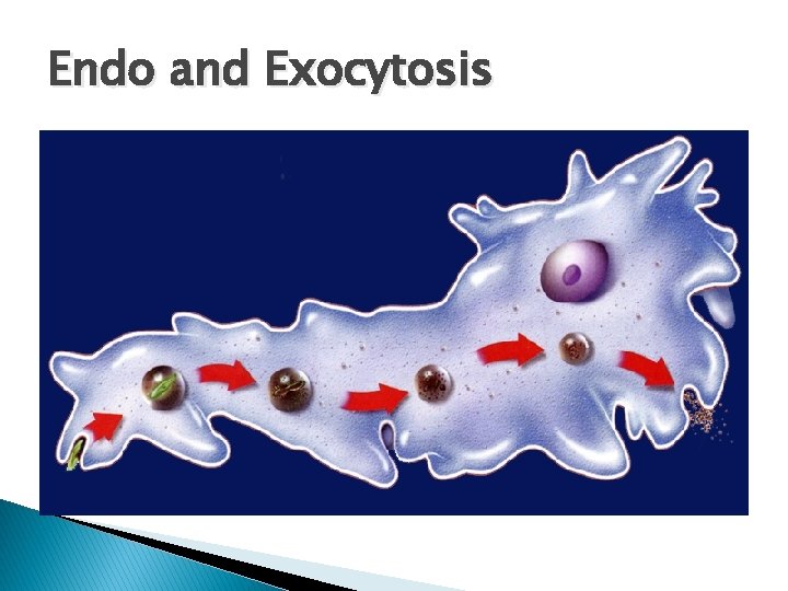 Endo and Exocytosis 