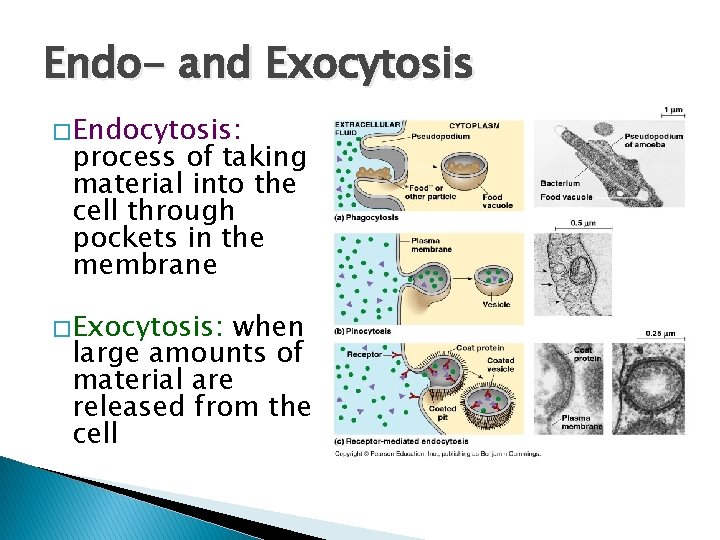 Endo- and Exocytosis � Endocytosis: process of taking material into the cell through pockets
