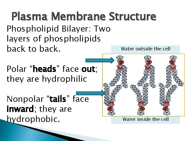 Plasma Membrane Structure Phospholipid Bilayer: Two layers of phospholipids back to back. Water outside