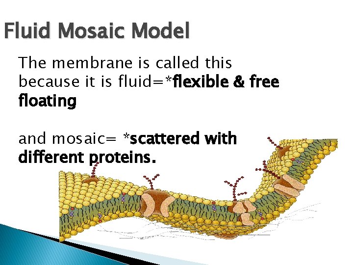 Fluid Mosaic Model The membrane is called this because it is fluid=*flexible & free