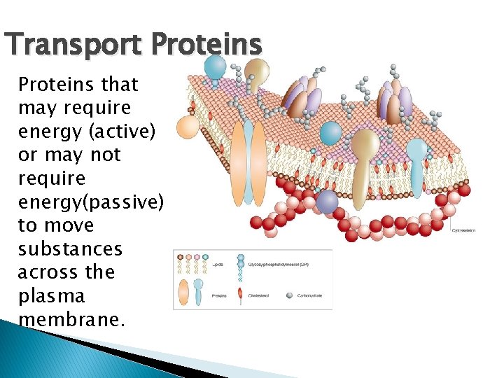 Transport Proteins that may require energy (active) or may not require energy(passive) to move