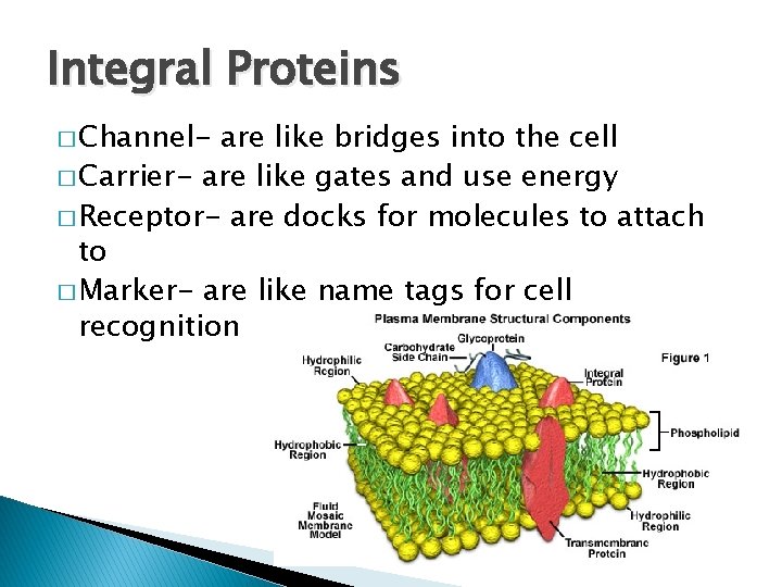 Integral Proteins � Channel- are like bridges into the cell � Carrier- are like