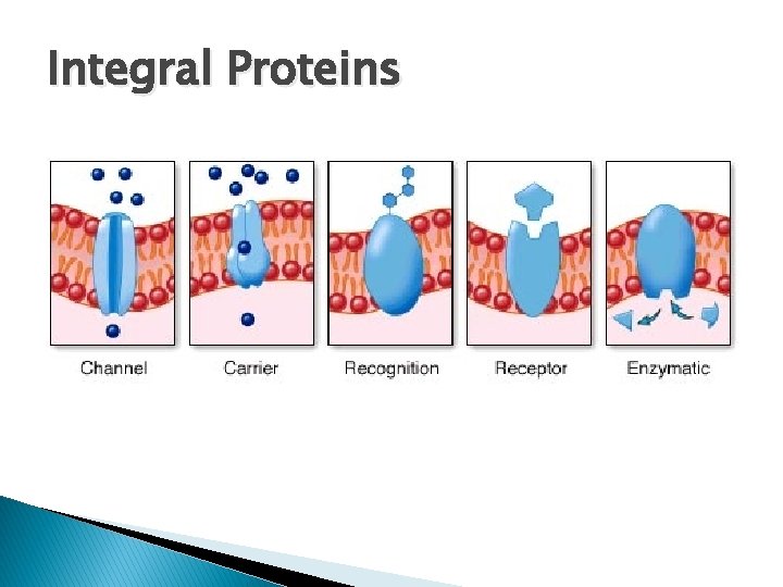 Integral Proteins 