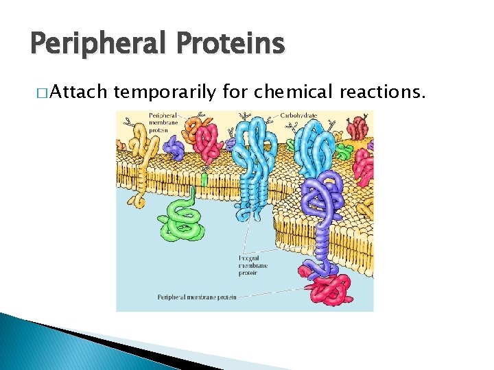 Peripheral Proteins � Attach temporarily for chemical reactions. 