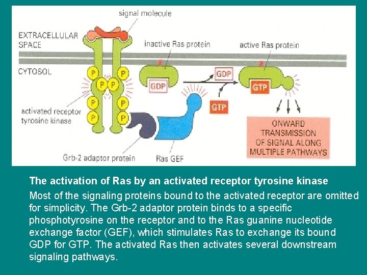 The activation of Ras by an activated receptor tyrosine kinase Most of the signaling