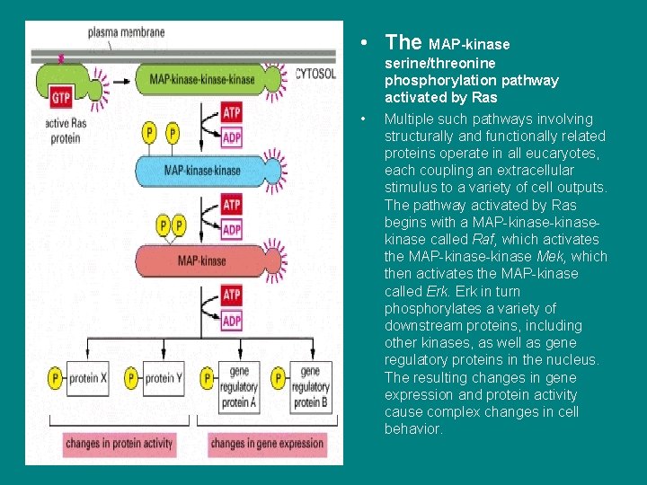 nn • The MAP-kinase • serine/threonine phosphorylation pathway activated by Ras Multiple such pathways