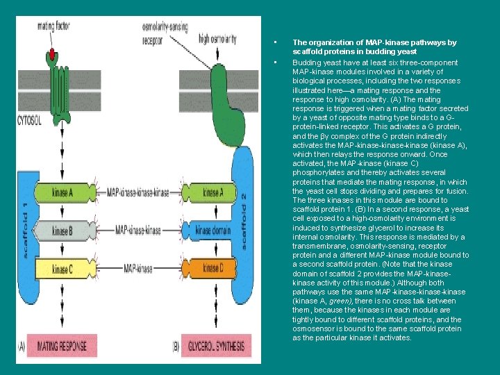 ii • • The organization of MAP-kinase pathways by scaffold proteins in budding yeast