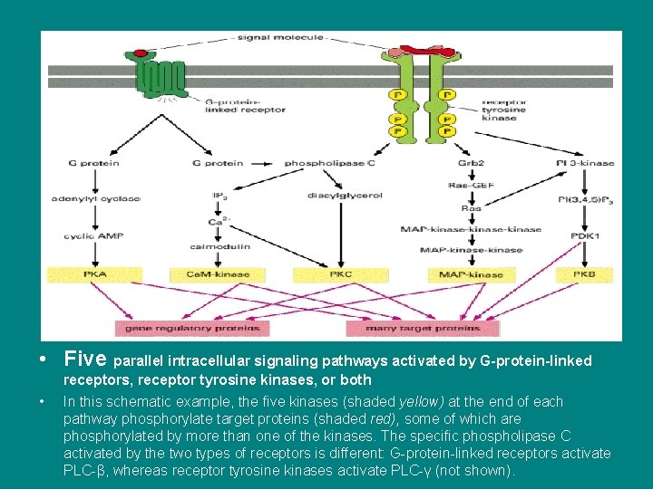  • Five parallel intracellular signaling pathways activated by G-protein-linked • receptors, receptor tyrosine