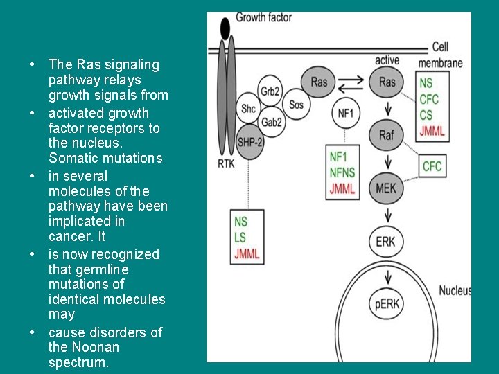  • The Ras signaling pathway relays growth signals from • activated growth factor