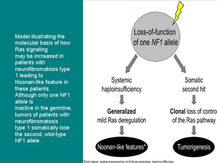 Model illustrating the molecular basis of how Ras signaling may be increased in patients