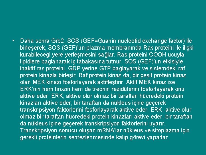  • Daha sonra Grb 2, SOS (GEF=Guanin nucleotid exchange factor) ile birleşerek, SOS