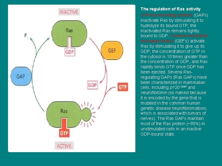  • • The regulation of Ras activity GTPase-activating proteins (GAPs) inactivate Ras by