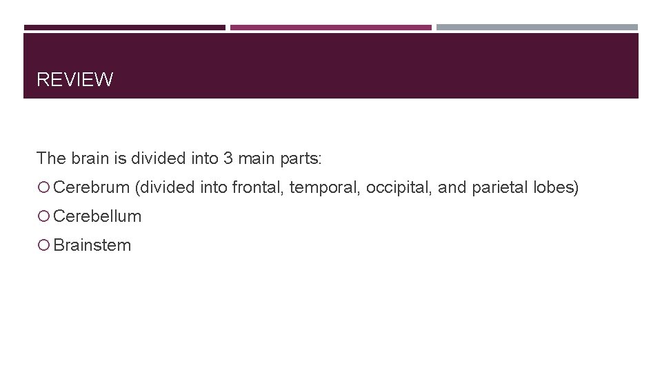 REVIEW The brain is divided into 3 main parts: Cerebrum (divided into frontal, temporal,