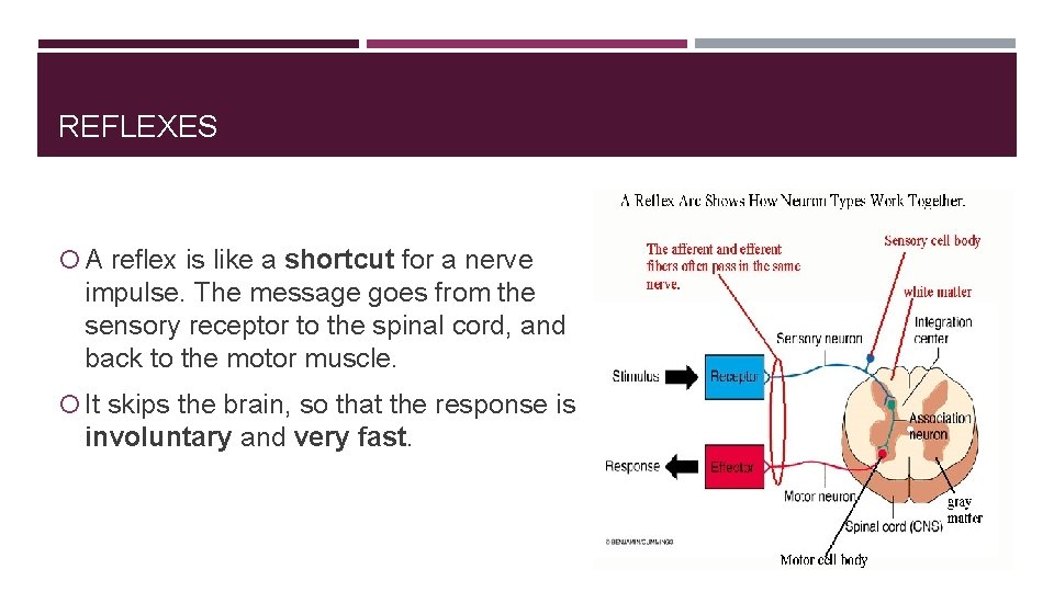 REFLEXES A reflex is like a shortcut for a nerve impulse. The message goes